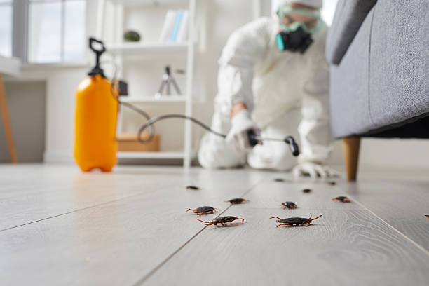 Commercial Kitchen Cockroach Control in Gunnison